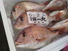 マダイ「夏の魚」