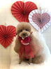 ネムくん／ひつじカット「Happy Valentine ♡」