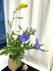 お茶花は桔梗など季節のお花を籠に入れて…「【中央区　茶道教室】【銀座　茶道教室】【洋室茶道教室】ご自宅でお盆のお茶を愉しむお稽古」
