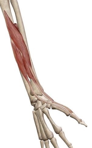 図３親指に付いている三つの筋肉「腱鞘炎で手首を触るのは危ないかも」