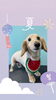 「Dog salon mofu mofu　余市町」