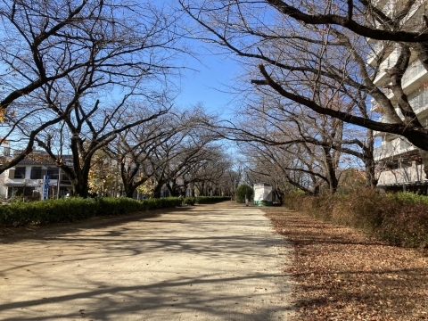 福岡中央公園並木道