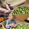 「地域の梅を採らせていただきました。青虫の嫌いな方は写真を見られるのは４枚目までにしてください。」