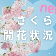 2024年☆山陰の桜開花状況【島根/鳥取】No.2