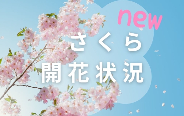 2024年☆山陰の桜開花状況【島根/鳥取】No.2
