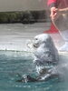 ラッコ「国内最後のラッコたちに会いに行く/生き物のプロ/アクアリウムの事ならアクアデザインブルース/」