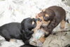 「ミニチュアダックス子犬情報」