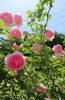 綺麗です「森の中のレストラン♫ 綺麗な薔薇が咲きました(≧∀≦)」