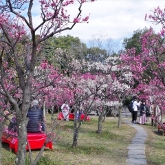 梅小路公園の梅