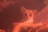 「ショウガラゴの親子」