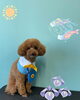 「Dog salon mofu mofu 余市町」