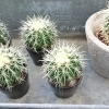 観葉植物