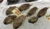 「魚魚市場鮮魚コーナーおすすめは「岩かき」です♪」