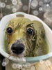 ハーブパック中♡♡「お友達♡ Dog salon mofu mofu 余市町」