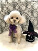 嵐ちゃん／プードル「Happy Halloween ^o^」