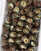 「本日岩牡蠣の入荷は御座いません。[岩牡蠣は７月から販売致します。]」