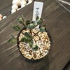 サンデルシーも20％OFF「「まいぷれを見た」で植物全商品20％OFF開催中！八王子 多肉 アガベ グラキリス コノフィツム 八王子市八日町2-3 802PLANTS SHOP セール 歳末セール 初売りセール  ビカクシダ」