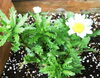 道路沿いはノースポールを植えました！「お花を植え替えました。」