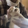 ここちゃんは甘えんぼさん〜撫で撫でタイムも嬉しいね「病院への搬送代行について〜内容の変更とお願い」
