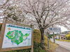 「【西条市 小松町新屋敷】小松中央公園の桜が咲いています！」