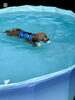 今度は白いあざらしさん🦭「ましゅまろプール🏊‍♂️」
