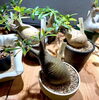 言わずと知れたグラキリスたち「802PLANTS SHOP 植物紹介！アガベ  オブツーサ 多肉 グラキリス 塊根 フランコイシー オプンチアアズレイ ユーフォルビア サボテン スキリアナ 」
