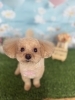 トイプードル　カット「🌸トリミング営業日のお知らせ🌸」