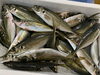 「本日鮮魚入荷致しました。[岩牡蠣は７月から販売致します。]」