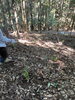 「多気の山に100本の榊を植林しました。5年後、10年先の神事や祭事を見据えて」