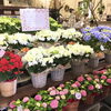 「母の日ギフト(花鉢)続々入荷中！！」