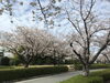 「❀桜満開❀春が来た(o^―^o)」