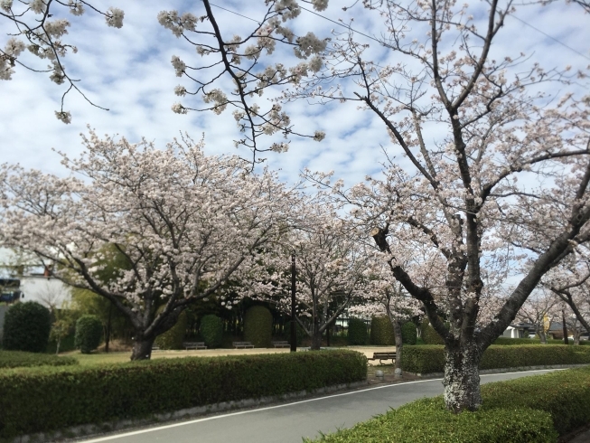「❀桜満開❀春が来た(o^―^o)」