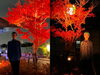 「秋の夜長のお散歩におすすめ！葛飾柴又「山本亭・柴又公園ライトアップ」2022年11月26日（土）☆葛飾大好き『石黒ヨンペイ』さん初見学♪」