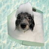 「Dog salon mofu mofu　余市町」