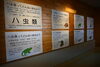 ハ虫類ってどんないきものだろう？「干支展「辰の達人になっちゃおう！」」