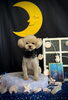 ぽんかんくん「お月さまとわんこ🌛」
