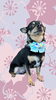 「Dog salon mofu mofu　余市町」