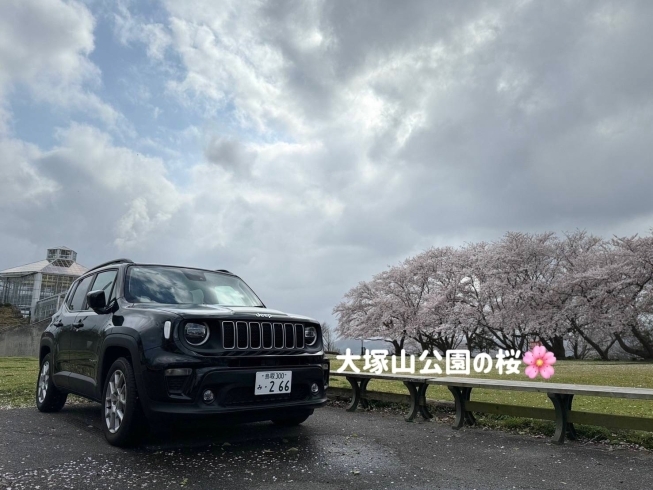 大塚山公園の桜🌸「お花見レポート＠レネゲード vol.5」