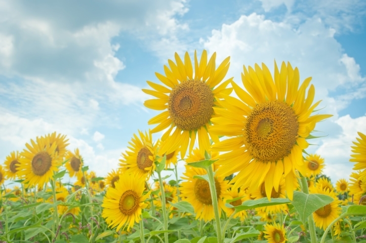 さくまひできフラワーコンサート 台風のため18 10 7 日 に延期 鴻巣の花イベント情報 こうのす広場 鴻巣市