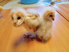 新しい飼い主さんのお家でキョロキョロ「ヒナちゃん残り1羽」