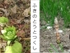 ひとつでも元気に 季節を感じる まいぷれ 府中市