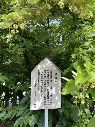 「鶴林寺の菩提樹の花が咲き始めました。」