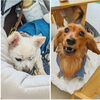 ラン＆ロンちゃん「今日のお友達」
