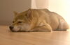 🐕「ペットに優しい住宅づくり5選！～家族みんなが快適に暮らすために～分かりやすく解説します！」