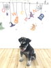 にほ。ちゃん「ましゅまろ幼稚園　（＾ν＾）」