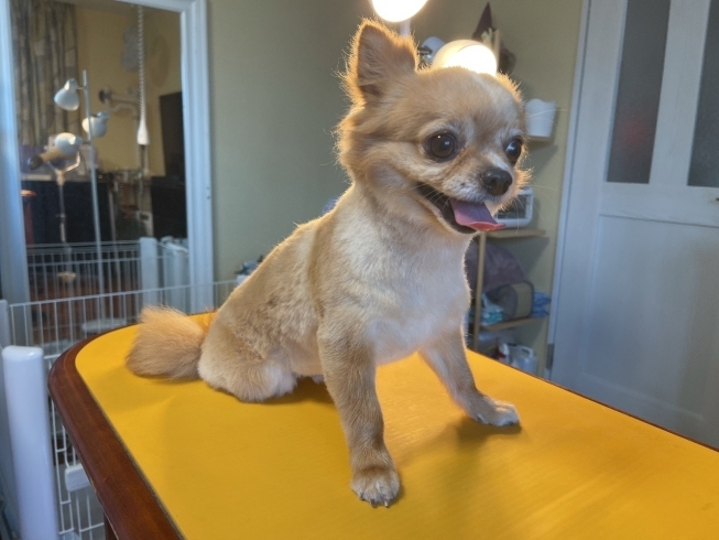 ロングチワワ虎鉄君サマーカット おうちでトリミング わんちゃんの美容室 ホテル ムーンのニュース まいぷれ 小樽市 ロングチワワ虎鉄君サマーカット おうちでトリミング わんちゃんの美容室 ホテル ムーンのニュース まいぷれ 小樽市