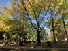 きらくやま公園「紅葉シーズン」