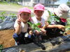 苗植えに初挑戦！！「じゃがいも掘り＆さつまいもの苗植え」