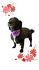 「Dog salon mofu mofu　余市町」