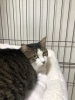 「猫に困ったらご相談を、サポートさせていただきます(活動地域は主に奈良県中南部、それ以外もご相談下さい」